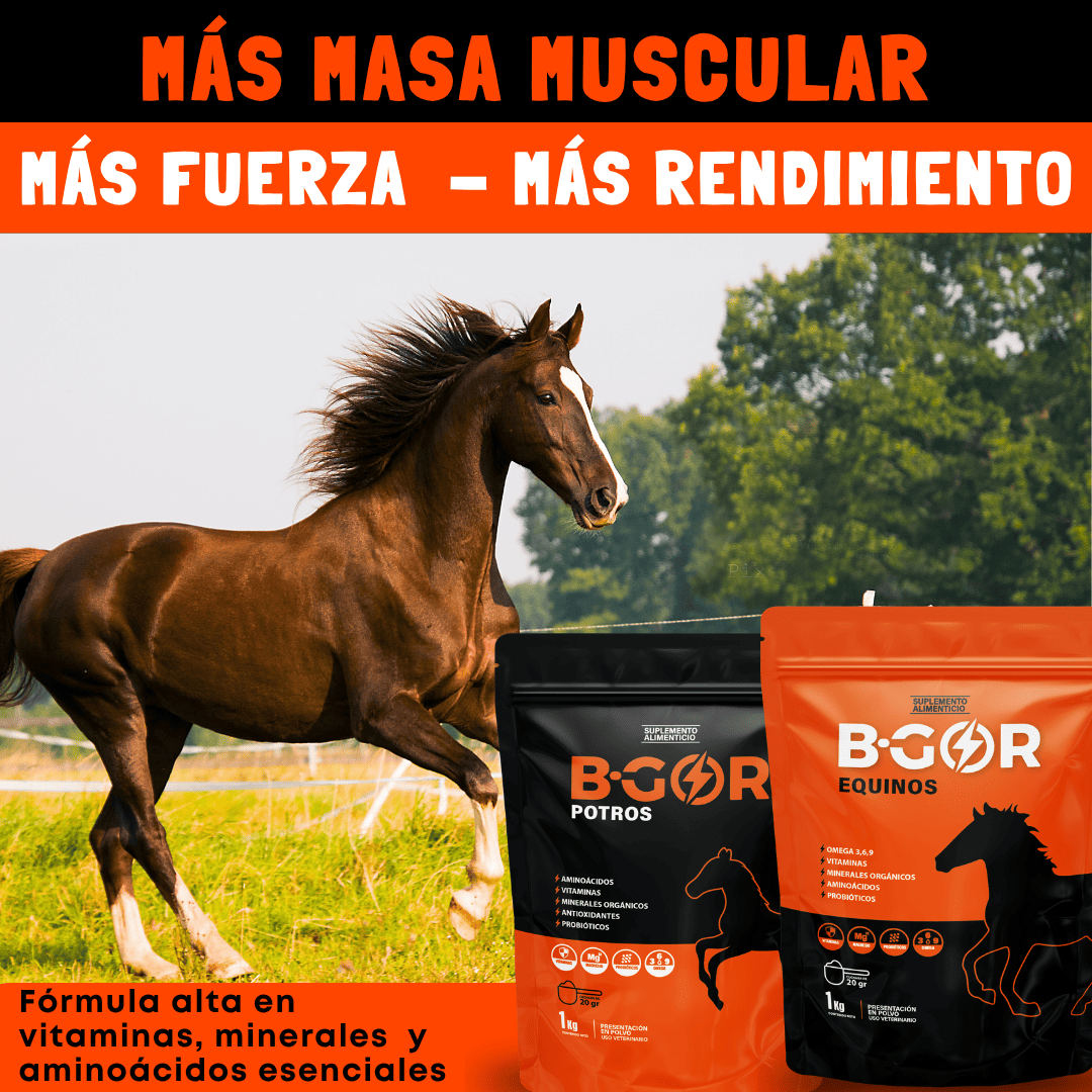 Bgor LX 1Kg
