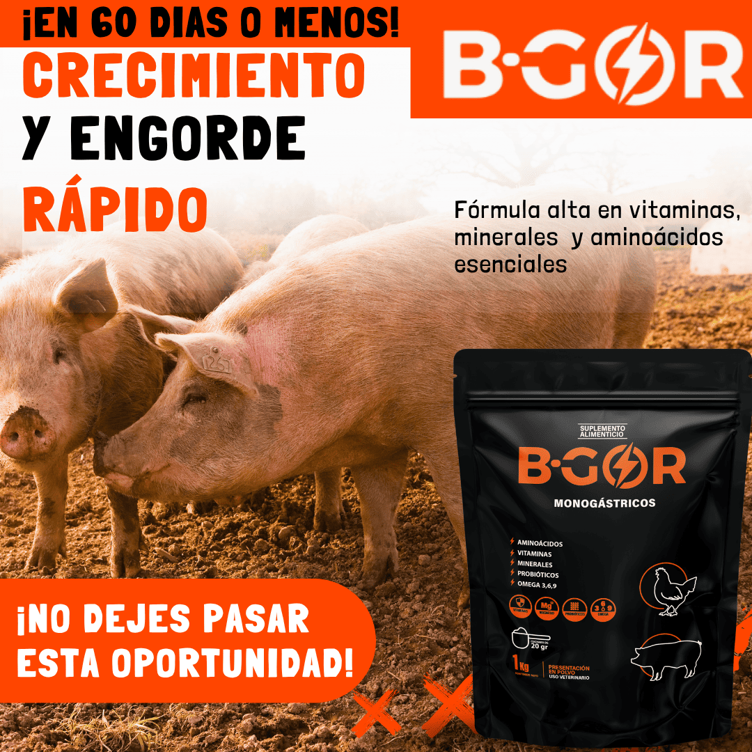 Bgor LX 1Kg