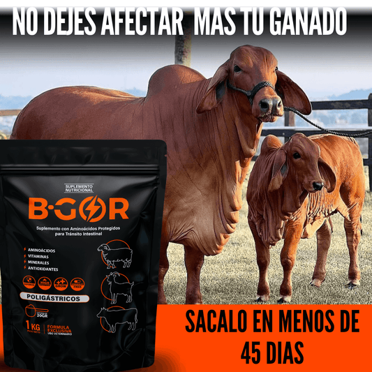 Bgor LX 1Kg